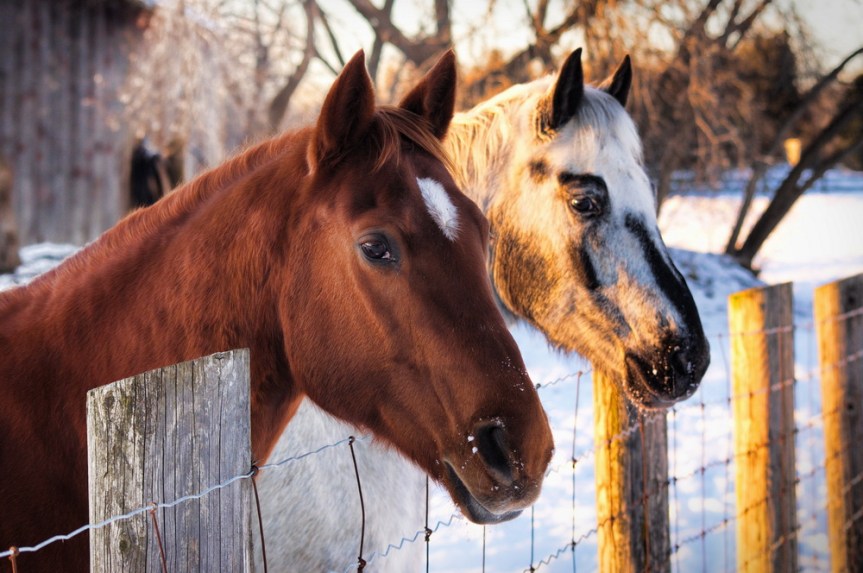 GET YOUR FIX: Horse events in the Roanoke area Jan.&nbsp;17-18