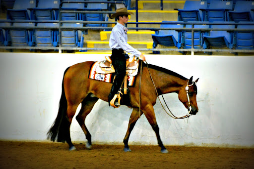A bay western pleasure horse along a white wall of a large indoor arena.