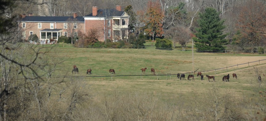 Local Arabian breeder nominated for 2018 Breeder of the Year&nbsp;award
