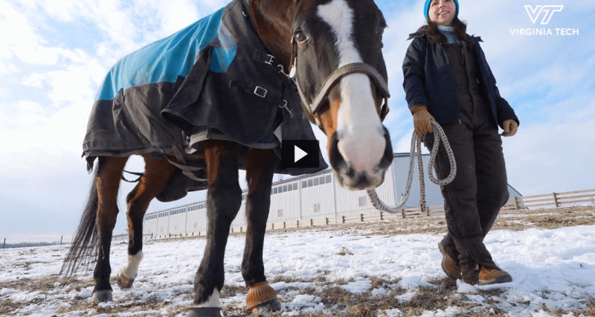 Students, community help care for Hokie&nbsp;horses