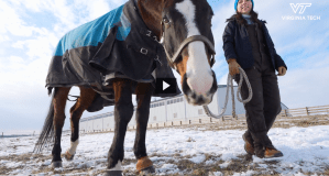 A horse being led in a halter and leadrope by a woman reaches down toward the camera. There's snow on the ground and the horse is wearing a blanket.