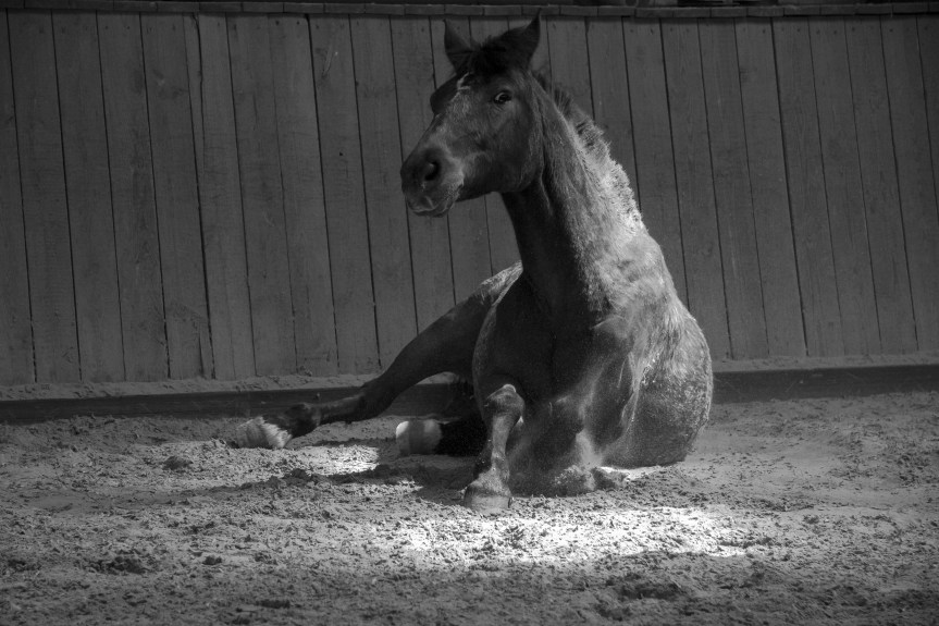 A horse tries to get up from a dirt ground