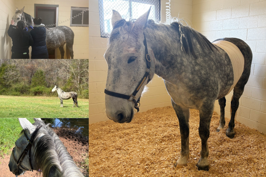 A photo collage of a gray horse standing in a stall and in a green pasture.